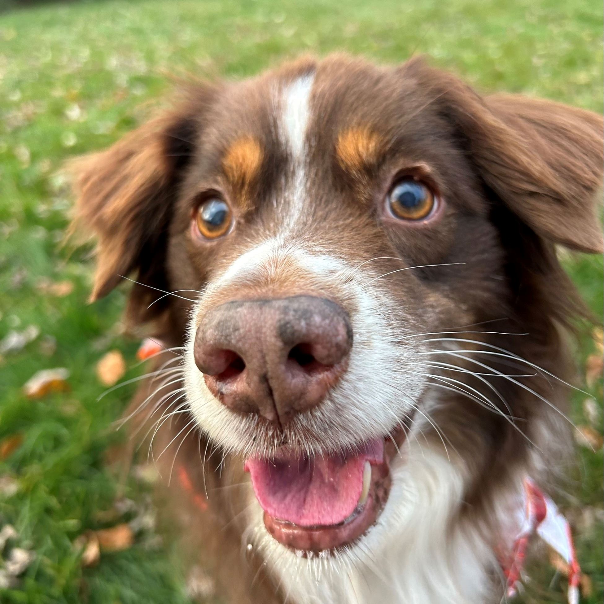 Mini Australian Shepard Dog